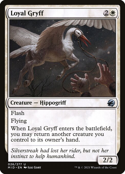 Loyal Gryff - Innistrad: Midnight Hunt Uncommon Card